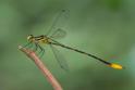 Heteragrion majus (Mountain Flatwing) male.jpg